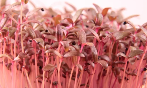 Grow amaranth leafy vegetable in your summer garden