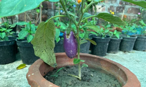 Brinjal grows well in garden during summer season
