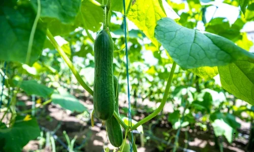 Cucumber can be grown easily in your garden during summer season