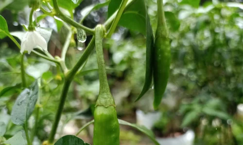 Green Chilli is the most commn vegetable to grow in garden in summer