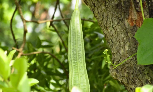 Ridge Gourd grows well in summer