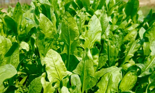 Spinach or palak is easy to grow in summer