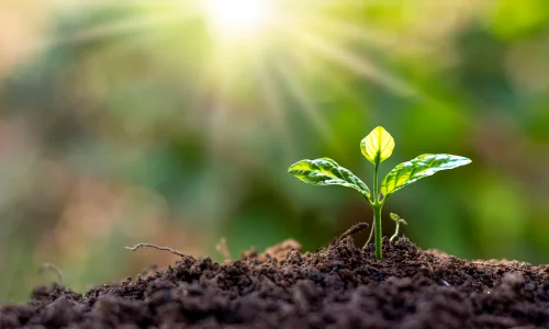 Sunlight is very important to grow vegetables in your garden in summer