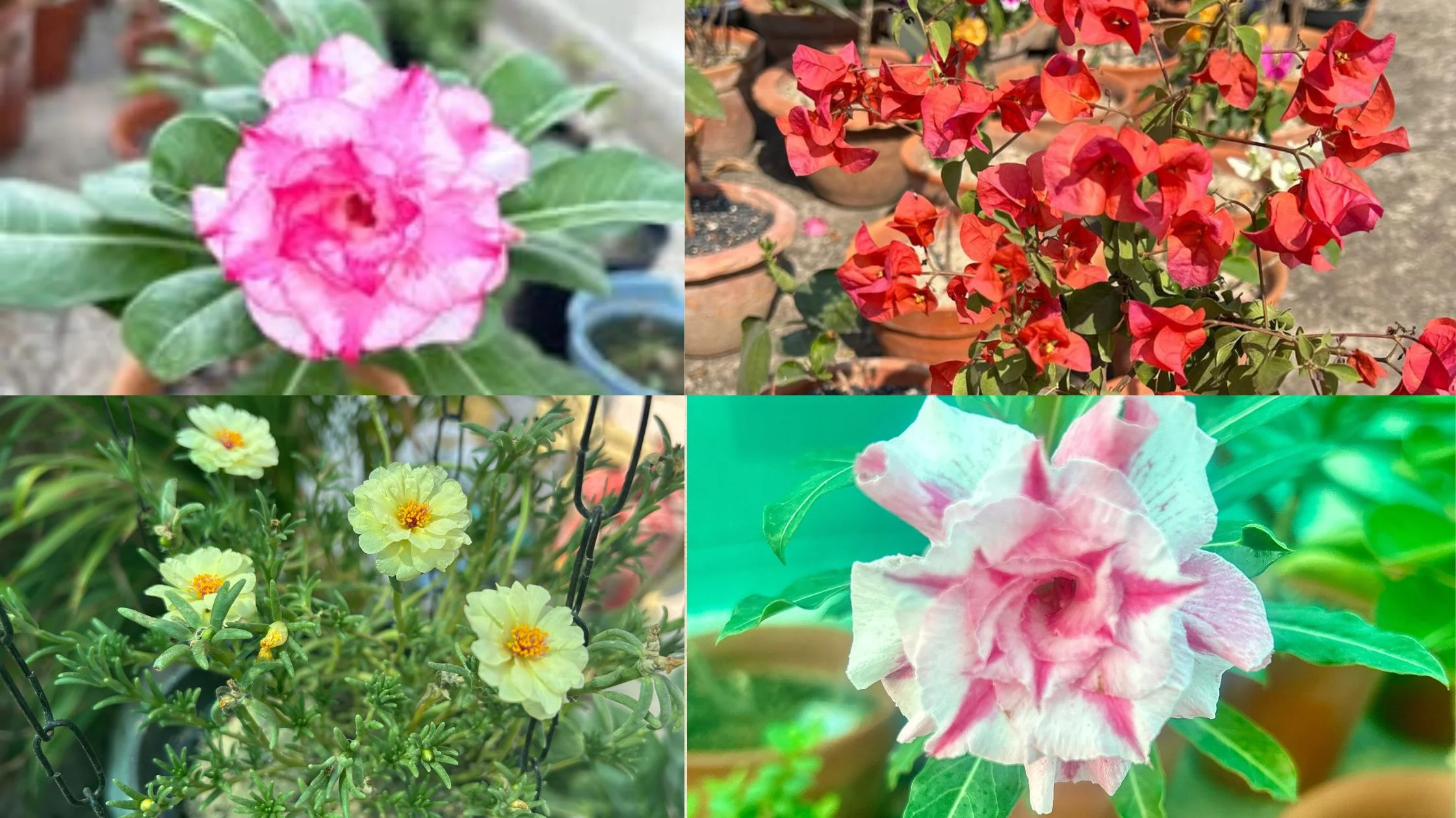 Easy to grow flowering plants for summer