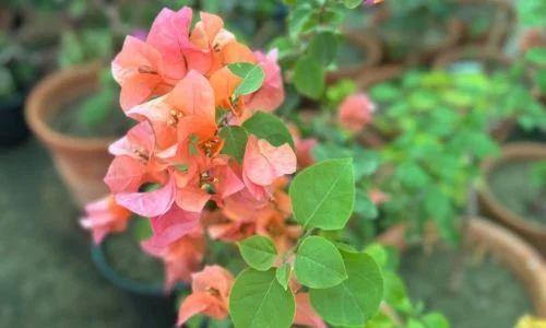 Bougainvillea flower plant for summer in India