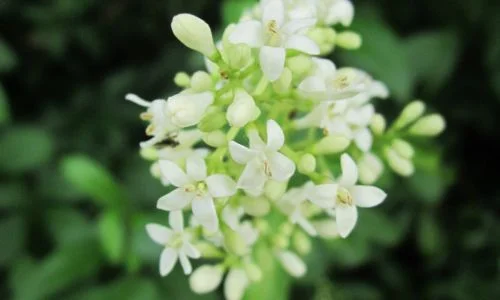 Madhukamini flower plant for summer in India