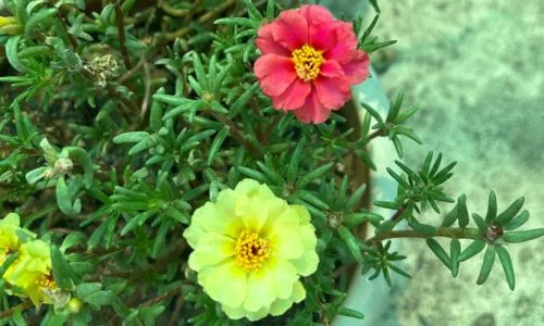 Portulaca flower plant for summer in India